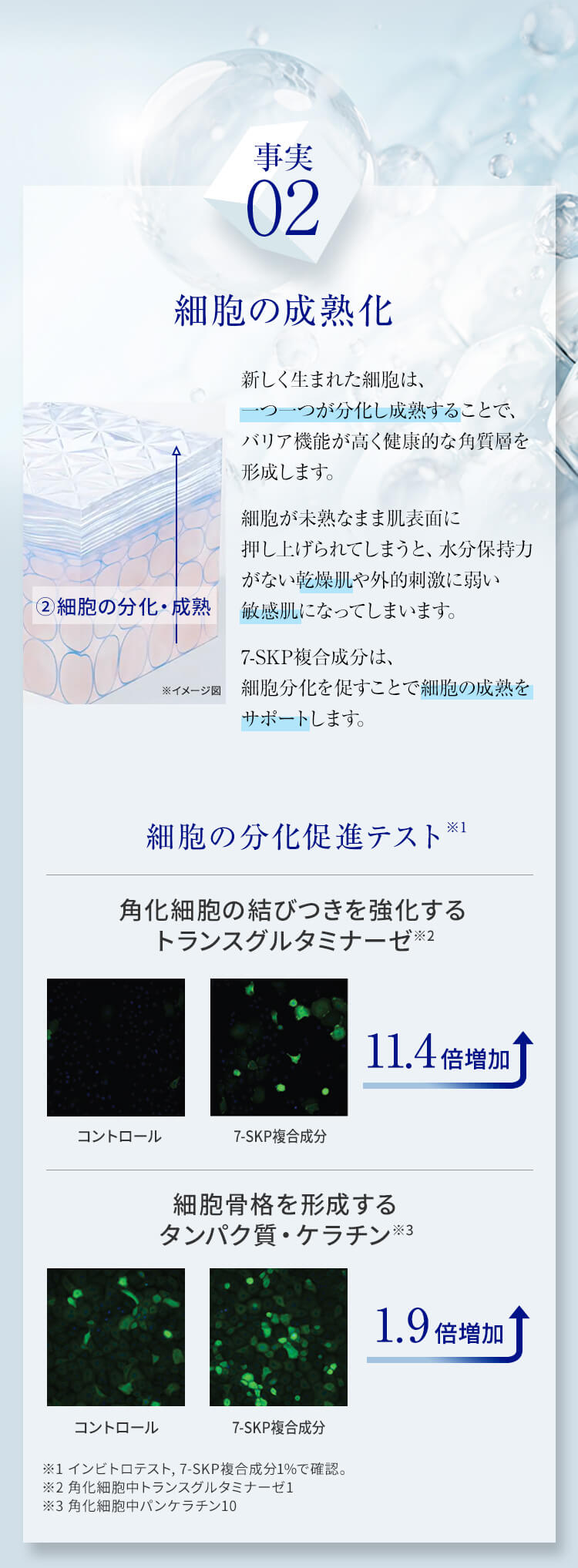 事実02 細胞の成熟化 新しく生まれた細胞は、一つ一つが分化し成熟することで、バリア機能が高く健康的な角質層を形成します。細胞が未熟なまま肌表面に押し上げられてしまうと、水分保持力がない乾燥肌や外的刺激に弱い敏感肌になってしまいます。7-SKP複合成分は、細胞分化を促すことで細胞の成熟をサポートします。 細胞の分化促進テスト 角化細胞の結びつきを強化するトランスグルタミナーゼ 11.4倍増加 細胞骨格を形成するタンパク質・ケラチン 1.9倍増加