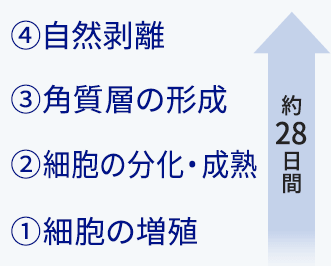 ①細胞の増殖 ②細胞の分化・成熟 ③角質層の形成 ④自然剥離