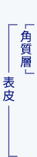 角質層　表皮