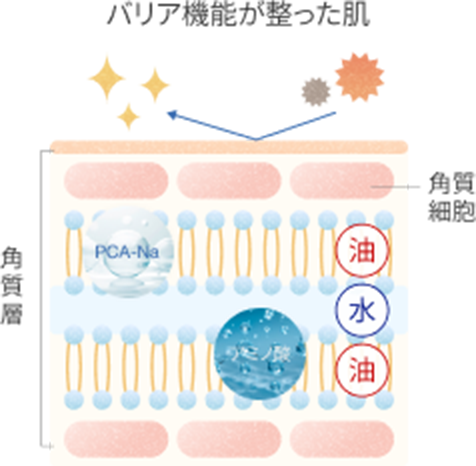 バリア機能が整った肌